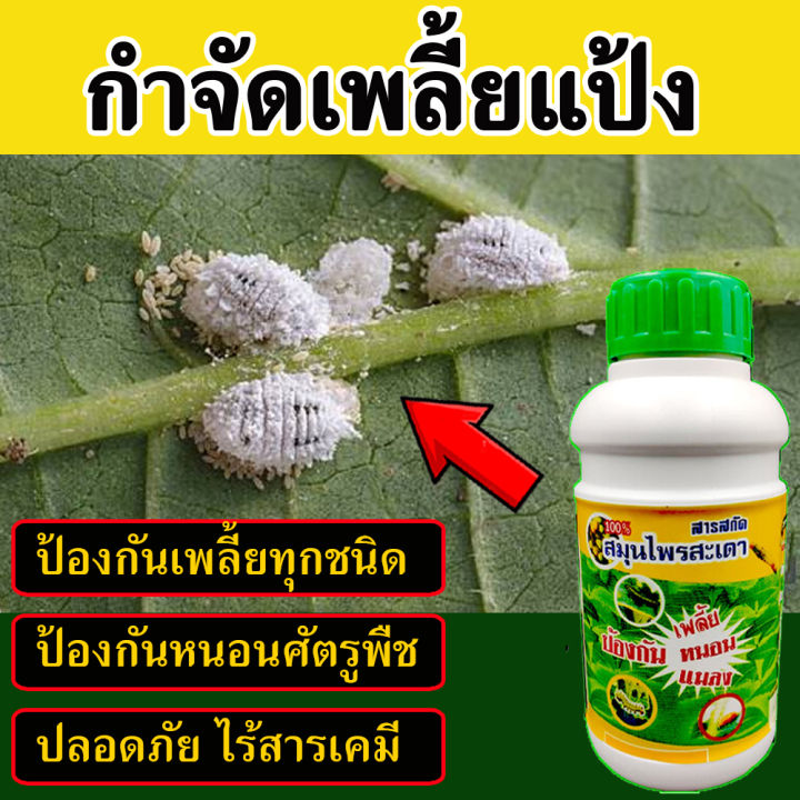 ยาป้องกันเพลี้ยแป้ง 500 ซีซี สารสกัดสะเดา ไร้สารเคมี