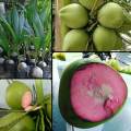 Bibit Kelapa Hibrida Wulung Serat Pink Untuk Obat Pohon Pendek Berbuah. 