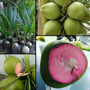Bibit Kelapa Ijo Tanaman Kelapa Genjah Wulung Serat Pink Siap Tanam