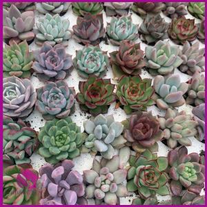 Set 10 sen đá mini 25-4cm LỖI 1 ĐỔI 1 Cây thuần khí hậu Già Mập Khỏe Đi đơn có quà