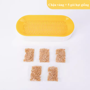 Chậu trồng cỏ mèo tươi hình chữ nhật kèm hạt giống catnip (mẫu mới) - Hara Pet Store