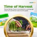 SBG Salveo Barley Grass Powder Original in Jar 280 grams - Boost your Health and Immunity Effectively FDA Approved. 