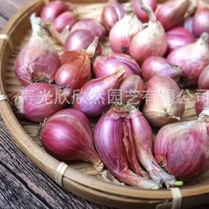 Four Seasons Chive Kinds of Onion Seed Onion Shallot Seed Seedling Balcony Onion Seedling Guangdong Onion Dried Shallot