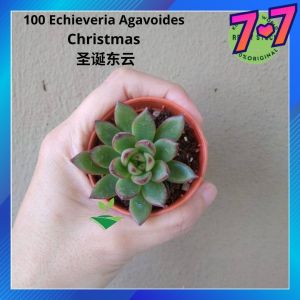 KDH Import [ Echieveria Agavoides Christmas 圣诞东云 ] Ready stock Live Plant Succulent Pokok Hidup Cacti Kaktus Sukulen 多肉植物 肉肉植物 新款多肉植物 多头多肉植物