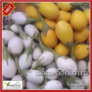 100 เมล็ด มะเขือไข่เต่าขาว เมล็ดมะเขือไข่เต่าขาว มะเขือ เมล็ดมะเขือไข่เต่า เมล็ดมะเขือ