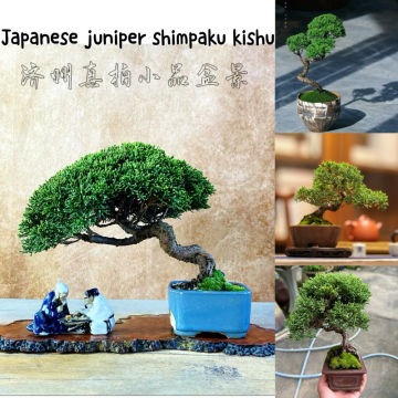 Buy Tako Thai Bonsai Online at a Better Price | Lazada Malaysia