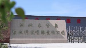 【纯胡麻油亚麻籽油500ml】内蒙甘肃宁夏老人宝宝月子特产食用油