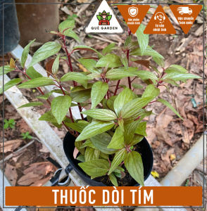 Cây Dòi Tím - Tổng thể tầm 20-30 cm - Tác dụng dược liệu!