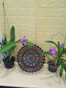 COMBO 5 CÁI Chậu giả gỗ nhựa có nan phụ màu nâu nhiều size - Hàng loại 1 (Msp 28254671017) -Mai Huy