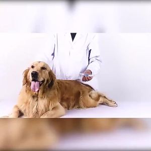 Pet Dental Cleaning Pen Dog Tooth Calculus Remover Cat Oral Teeth Brushing ToolTeeth Cleaning Device Dog Oral Care Supplies