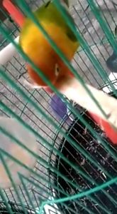 Kayu gigitan lovebird / krokotan full serat. membuat lovebird stabil. membuang emosi sehingga rajin bunyi