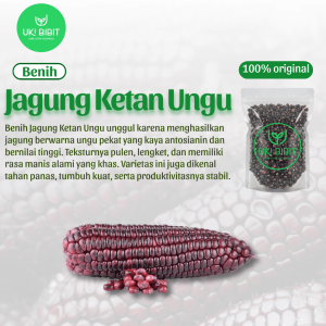 ( 100 Butir ) Benih Biji Jagung Ketan Ungu | Jagung Ungu