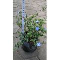 Sindo - Baby Blue Flower Sm Live Plant IWOUYYG9G3. 