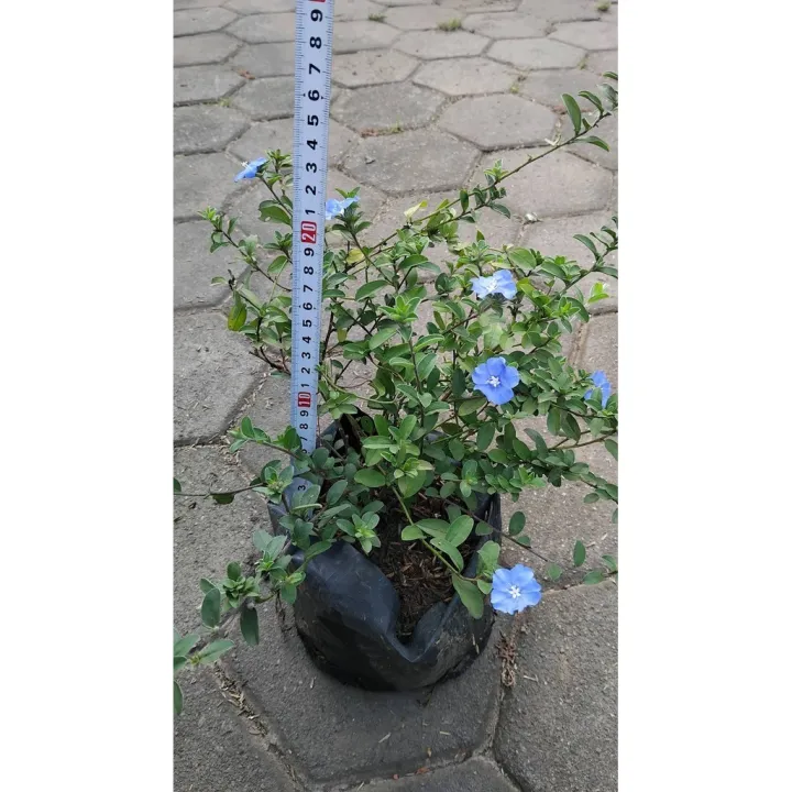 Sindo%20-%20Baby%20Blue%20Flower%20Sm%20Live%20Plant%20IWOUYYG9G3%20-%20Image%204