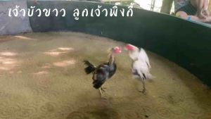 ไข่ไก่ชนพม่า ขายเป็นชุดเฉลี่ยฟองละ 80฿ พ่อพันธุ์เจ้าบัวขาว สายพม่า ล่อรำวง