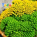 (50 Cái) Nụ Hoa Mai, Hoa Đào Bằng Đất Sét. 
