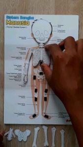 Alat Peraga Sistem Rangka Manusia: Mainan Edukasi Kesehatan