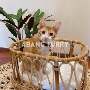 Natural Real Solid Rattan Pet Bed & Mat for Cat Dog Katil Rotan Pepejal Asli untuk Kucing
