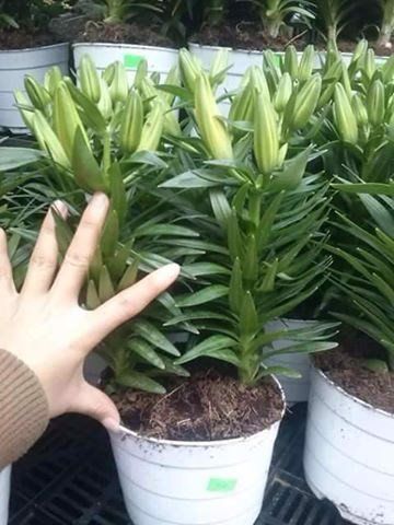 B%E1%BB%99%205%20c%E1%BB%A7%20gi%E1%BB%91ng%20hoa%20ly%20l%C3%B9n%20hoa%20m%C3%A0u%20v%C3%A0ng%20-%20Image%203