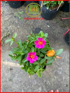 Cây hoa mười giờ sam thái nhiều màu Minh Hân Garden