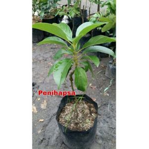 Bibit Alpukat Markus Asli Okulasi Super