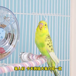 Vẹt tìm kiếm thức ăn trung chuyển đồ chơi tương tác xoay đào tạo bánh xe lồng chim chủ bóng cho budgies Conure cockatiel