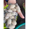 Hào sữa tách vỏ 500g (giao Hoả tốc tphcm). 