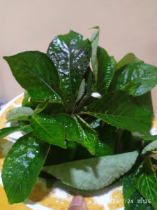 obat diabet alami organik daun kejibeling segar halal daun kecibeling segar organik obat diabet