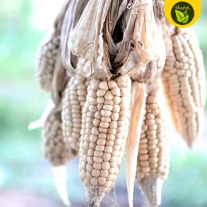 White Corn Mais Lagkit Binhi Pantanim 20 Seeds for Planting