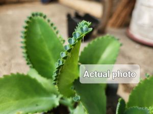 50 PCS TINY PLANTLETS - Mother of Thousands