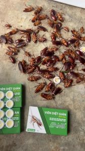 Viên diệt gián sinh học AMB công nghệ Viện Hàn lâm khoa học Việt Nam diệt gián tận gốc xử lý gián an toàn