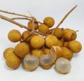 Bibit Kelengkeng Seedling Termurah Siap Tanam. 