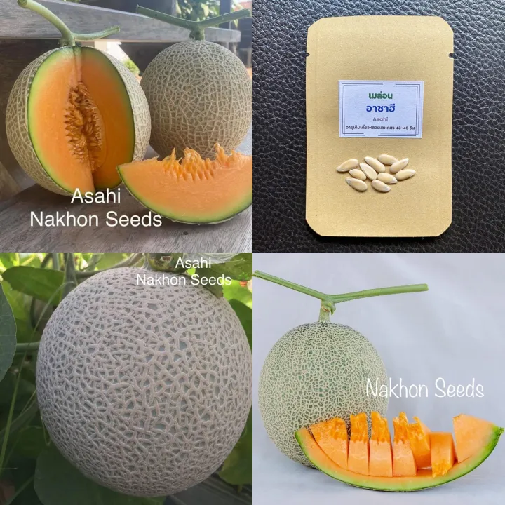 เมล็ดอาซาฮี เมล่อนญี่ปุ่น เนื้อส้ม เนื้อนุ่ม