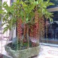Cây Lộc Vừng - cây cảnh trong nhà. 