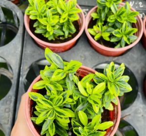 Chậu cây hoàng kim mini làm tiểu cảnh terrarium bán cạn