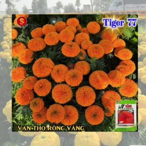 (Gói 20 hạt) Hạt Giống Hoa Vạn Thọ SUPER B2 CAO LỠ - VÀNG CHANH - ( bông to - nhuỵ xanh - cổ lùn ) - RỒNG VÀNG