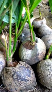 Bibit Buah Kelapa Hijau Kelapa Wulung Valid