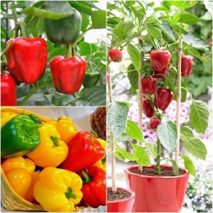 Hạt giống ớt chuông palermo chỉ thiên - Hạt giống F1 loại dễ trồng ít sâu bệnh siêu trái quả to