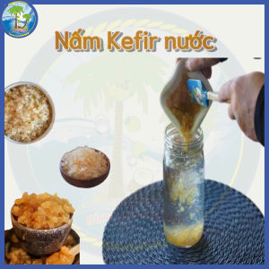 [30G] NẤM KEFIR NƯỚC ĐƯỜNG / NƯỚC MÍA – DÙNG THOẢI MÁI NHÂN GIỐNG NHANH 🌿