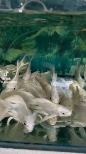 Betta Plastic Aquarium Ikan Bekas 18.2cmx8cmx12.5cm - BETTA