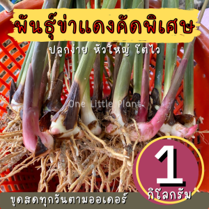 ต้นข่า ต้นข่าแดง ต้นพันธุ์ข่าตาแดง ข่า คัดพิเศษ ปลูกง่ายทนแล้ง 1 กิโลกรัม