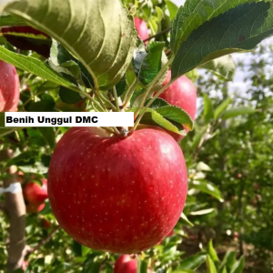 Bibit Apel Fuji Merah Cangkok Cepat Berbuah Super