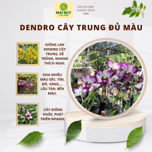 Dendro Cây Trung Đủ Màu – Thỏ Đỏ 10 Bích ALBA HXP 5% Pensoda – Giao Ngẫu Nhiên - MAI HUY