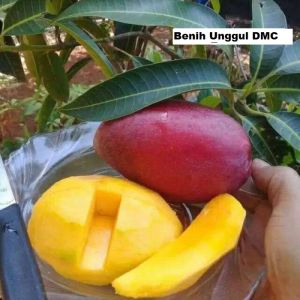 Bibit Mangga Yuwen Seri 6 Asli Okulasi