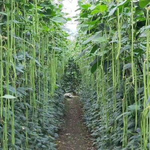 Benih Kacang Panjang Memanjat (15 Seeds)/长豆角籽 /Long Bean Seeds