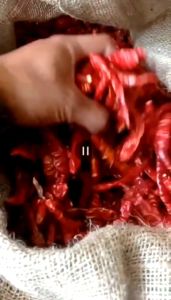 Cabe Rawit Kering Teja/japlak 500gram