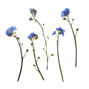 EKILLERLY Resin Ornaments Jewelry Natural Card Forget-Me-Not with Stem Dont Forget Me Pressed Flower Artificial flowerss