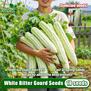 [Selected Seeds 18pcs] White Bitter Gourd Seeds-100% Original Ampalaya Seeds for Planting Vegetables Fresh White Balsam Pear Seeds Organic Vegetables Seeds for Gardening Ampalaya Live Plants for Sale Bonsai Vegetable Plant Seeds Buto Ng Gulay Condor Seeds