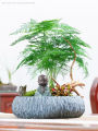 [Easy to grow in Malaysia] Asparagus Fern Tree Seeds (50 Seed) 文竹种子 Potted Asparagus Fern Plant Seed Bonsai Tree Live Plant Evergreen Plant Seeds Air Purifying Indoor Plants Outdoor Real Plant Flower Seeds for Planting & Gardening Garden Decor benih bunga. 