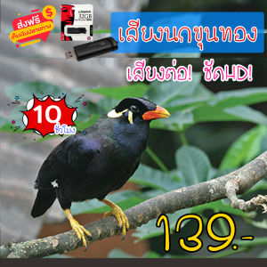 เสียงต่อ เสียงนกขุนทอง แฟลชไดร์ฟเสียงนกขุนทอง สำหรับต่อหรือล่อนก ความยาว 10 ชม.เสียงดัง เสียงใสกังวาน ได้ผล100%